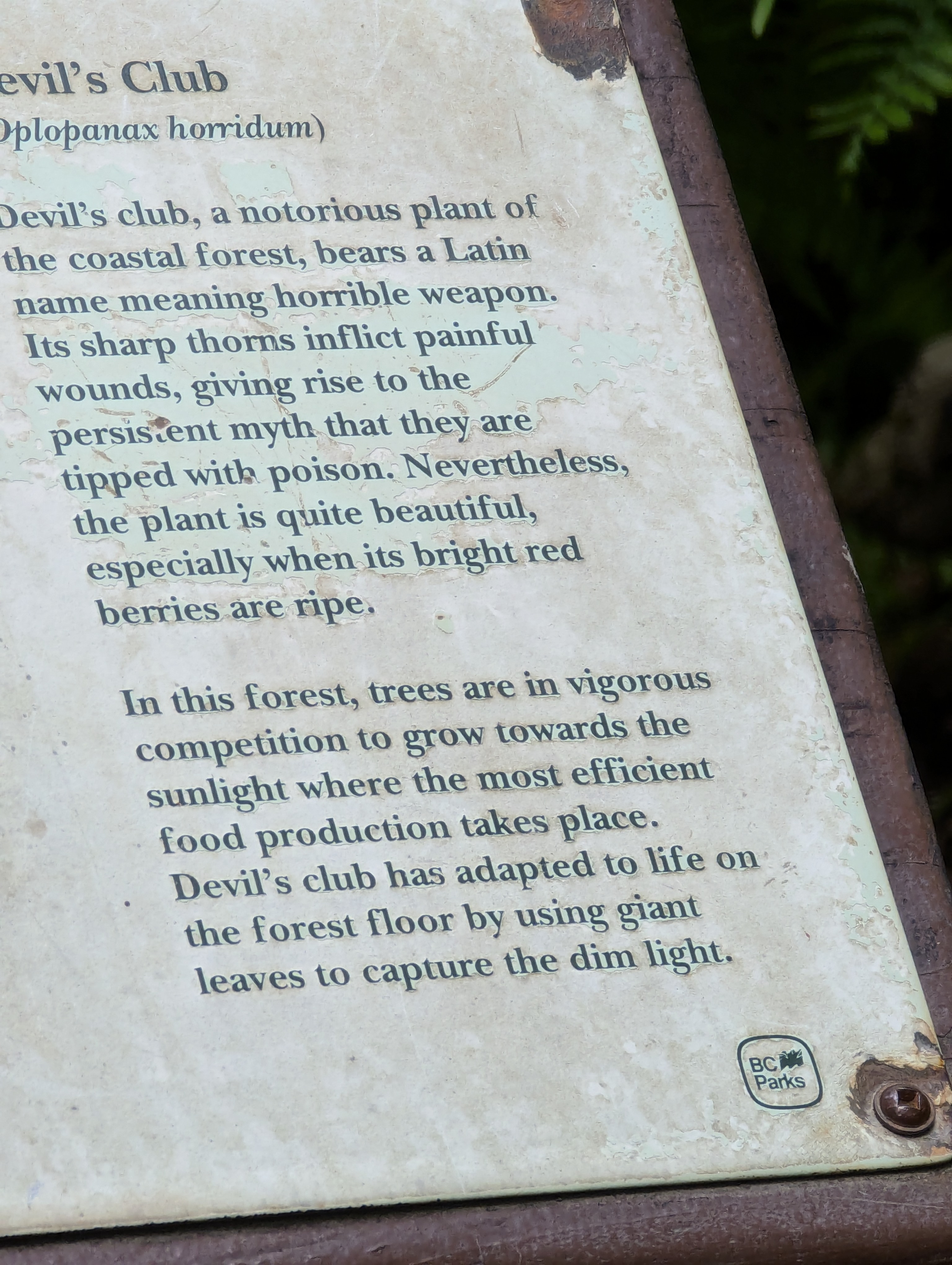 Birthday Trip to Canada, Cathedral Grove, Vancouver Island